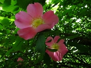 25 Rosa canina